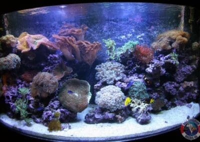 400 gallon bowfront reef aquarium