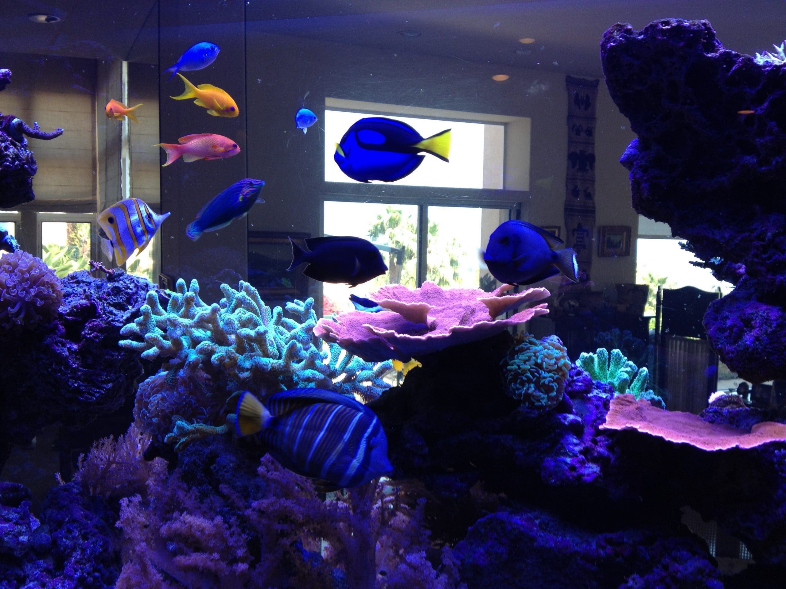 Malibu live reef aquarium 300 gallons Malibu live reef aquarium 300 gallons