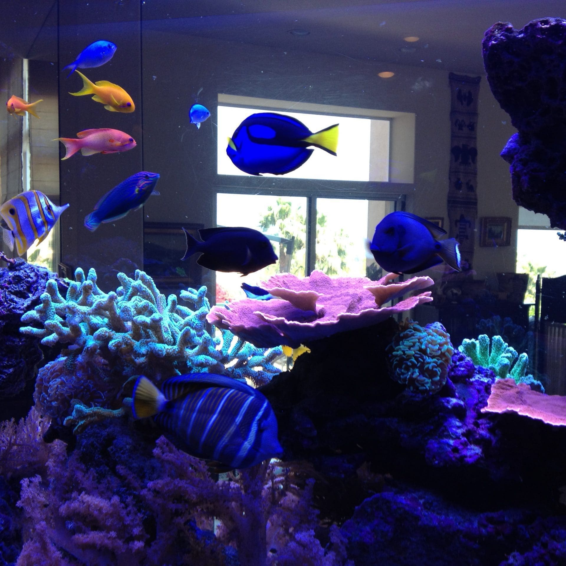 Malibu 300 gallon live coral reef aquarium