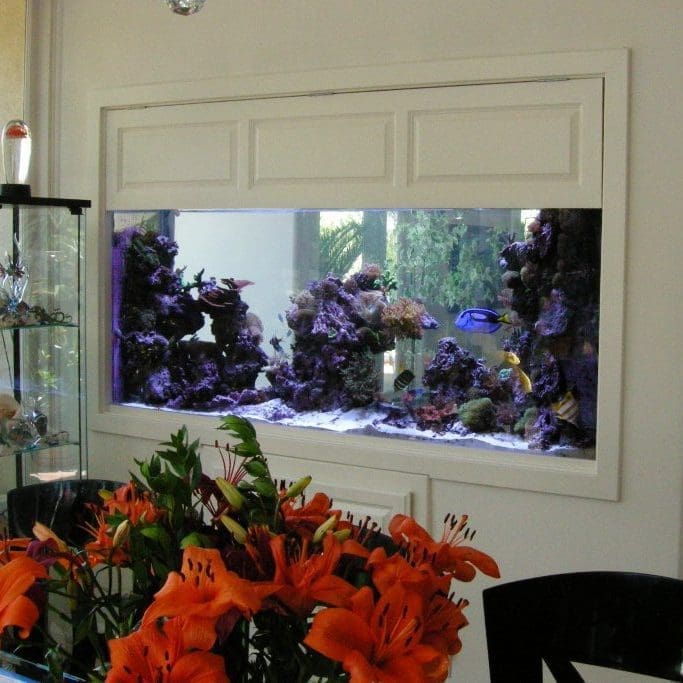 Pacific Palisades 225 gallon reef aquarium