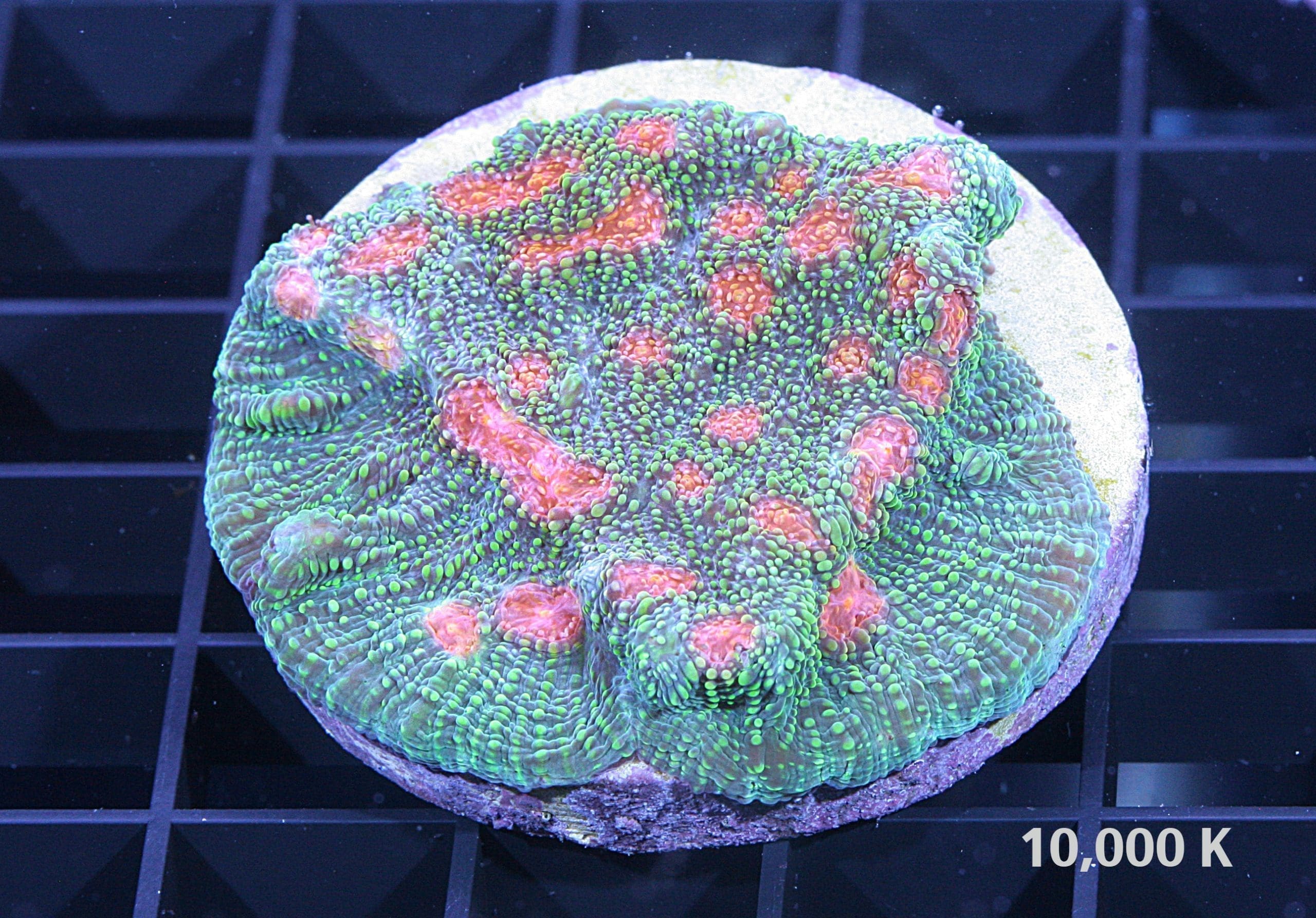 Mummy Eye Chalice LPS Coral 10K