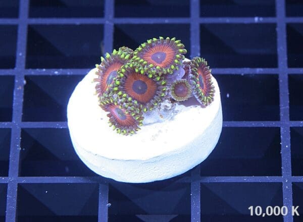 eagle eye zoanthid sp 10k, coral polyp, soft coral, beginner coral, farmed coral, coral frag