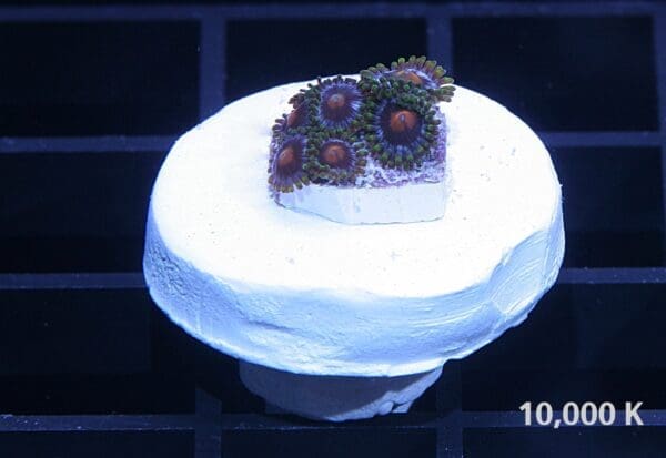 Blueberry Eagle Eye Zoanthid Soft Coral 10k