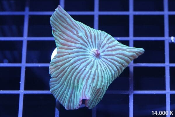 Green Stripe Discosoma Mushroom Coral