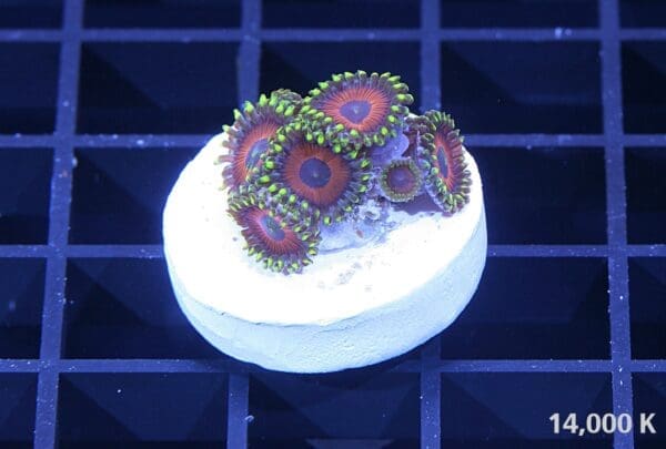 eagle eye zoanthid sp 14k, soft coral, beginner coral, coral frag