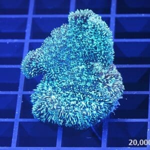 Green Pavona Coral 20k