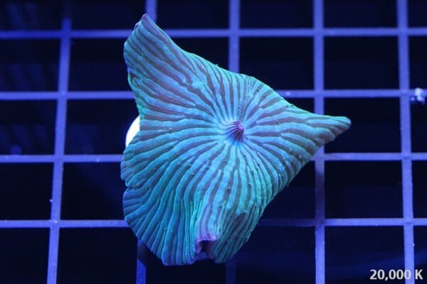 green stripe discosoma corallimorpharia mushroom 20k