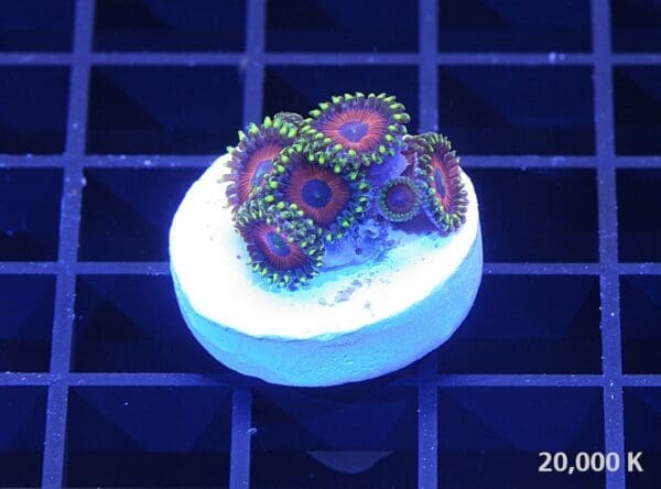 eagle eye zoanthid 20k