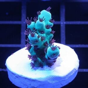 Cookie Monster Acropora sarmentosa coral 20k