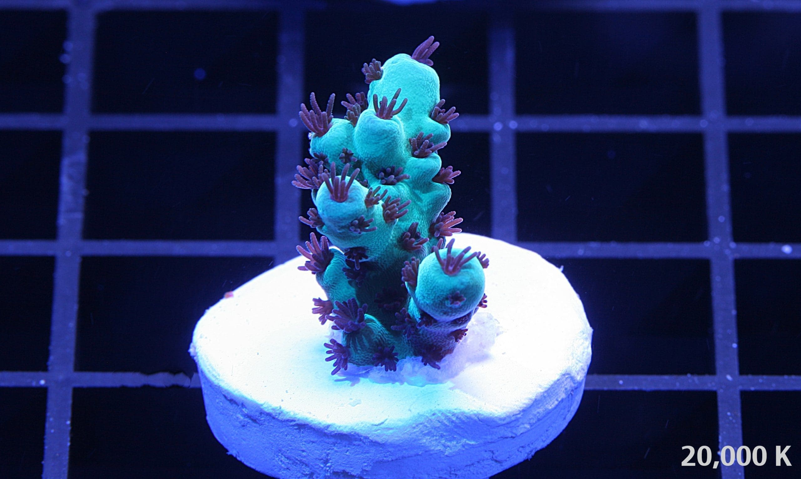 Cookie Monster Acropora sarmentosa coral 20k
