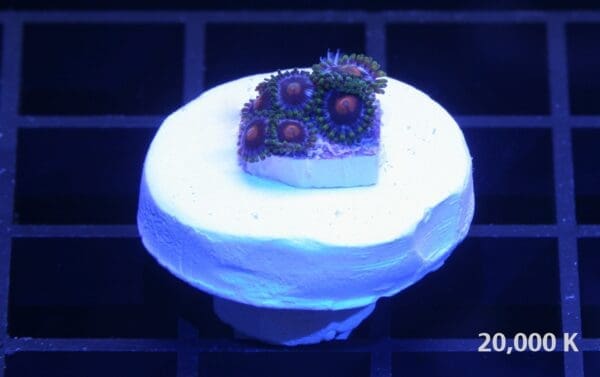 Blueberry Eagle Eye Zoanthid Soft Coral