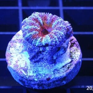 Rainbow Micromussa lordhowensis LPS coral, Acan lord 20k