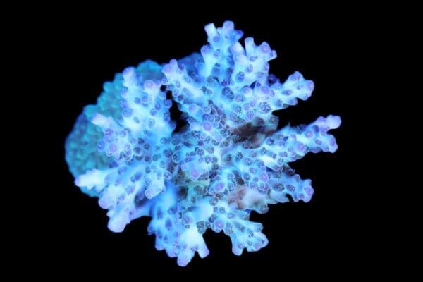 Ice-Blue Acropora 14k