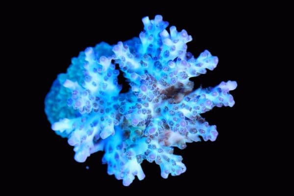 Ice-Blue Acopora 18k