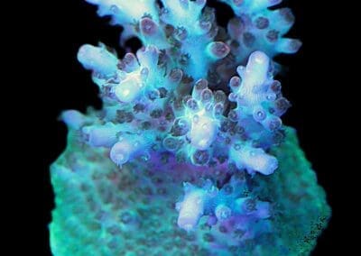 Acropora Tricolor 18k