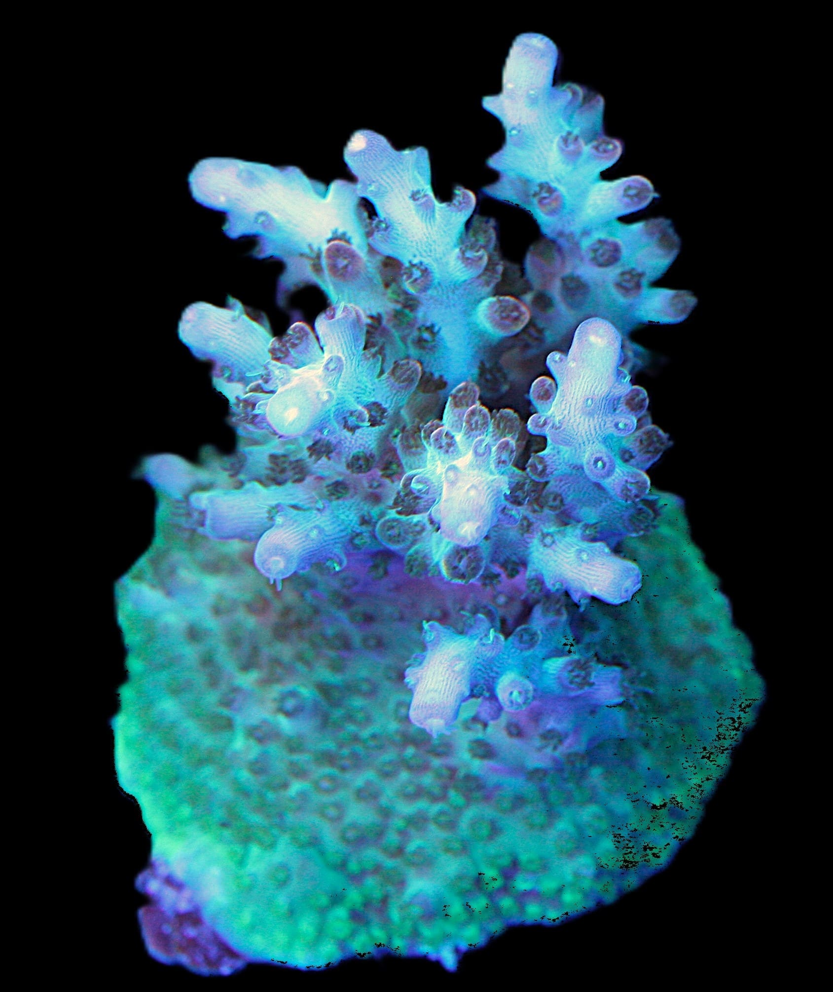 Acropora Tricolor 18k