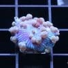 Neptune Bounce Mushroom
