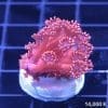 El Diablo Red goniopora