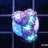The Joker Blastomussa Merletti - Image 3