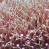 Green Star Polyps - Image 3