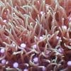 Green Star Polyps - Image 2
