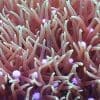 Green Star Polyps