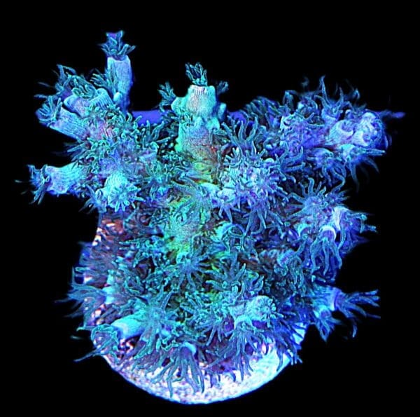 Joe The Coral ORA Tenuis