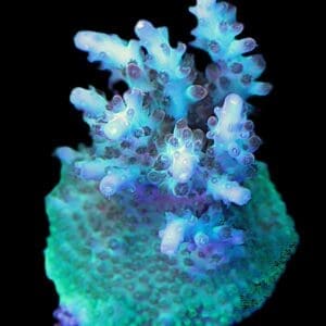 Tricolor acropora