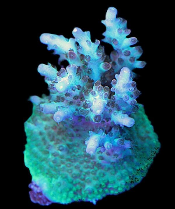 Tricolor acropora