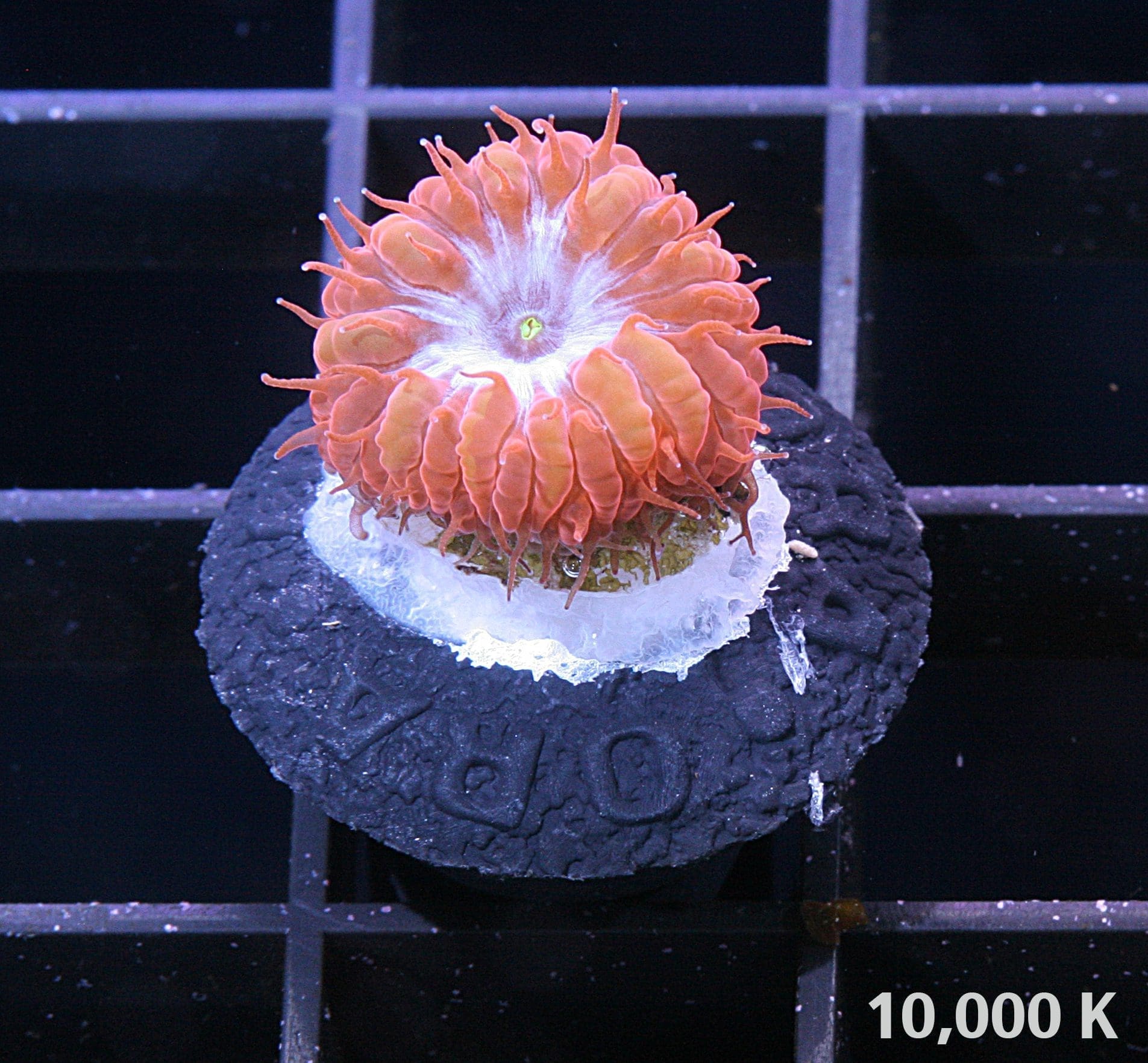 Blue Raven Blastomussa merletti under 10k lighting, blastos, lps coral, low light coral