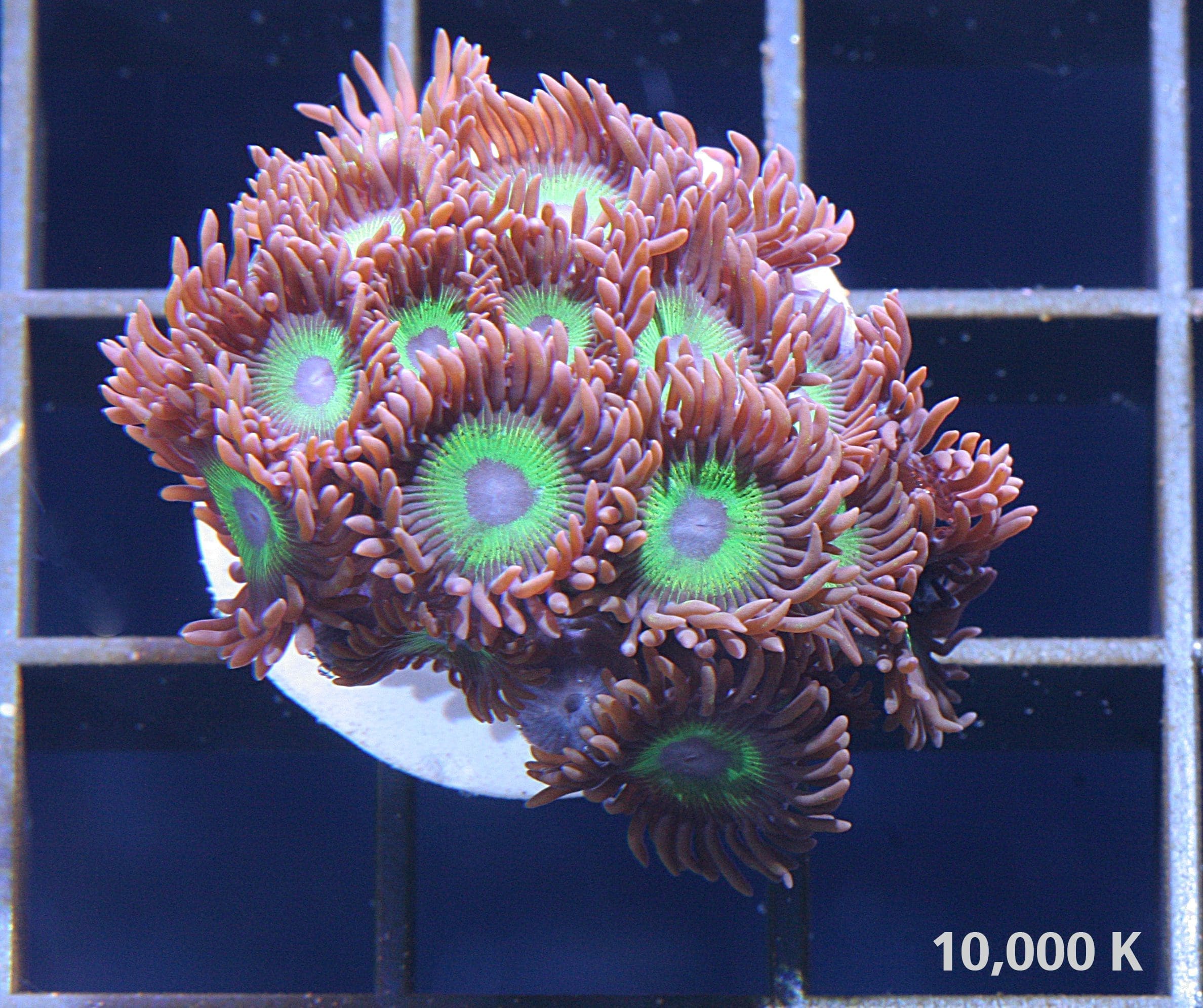 Radioactive Dragons Eye - Image 2