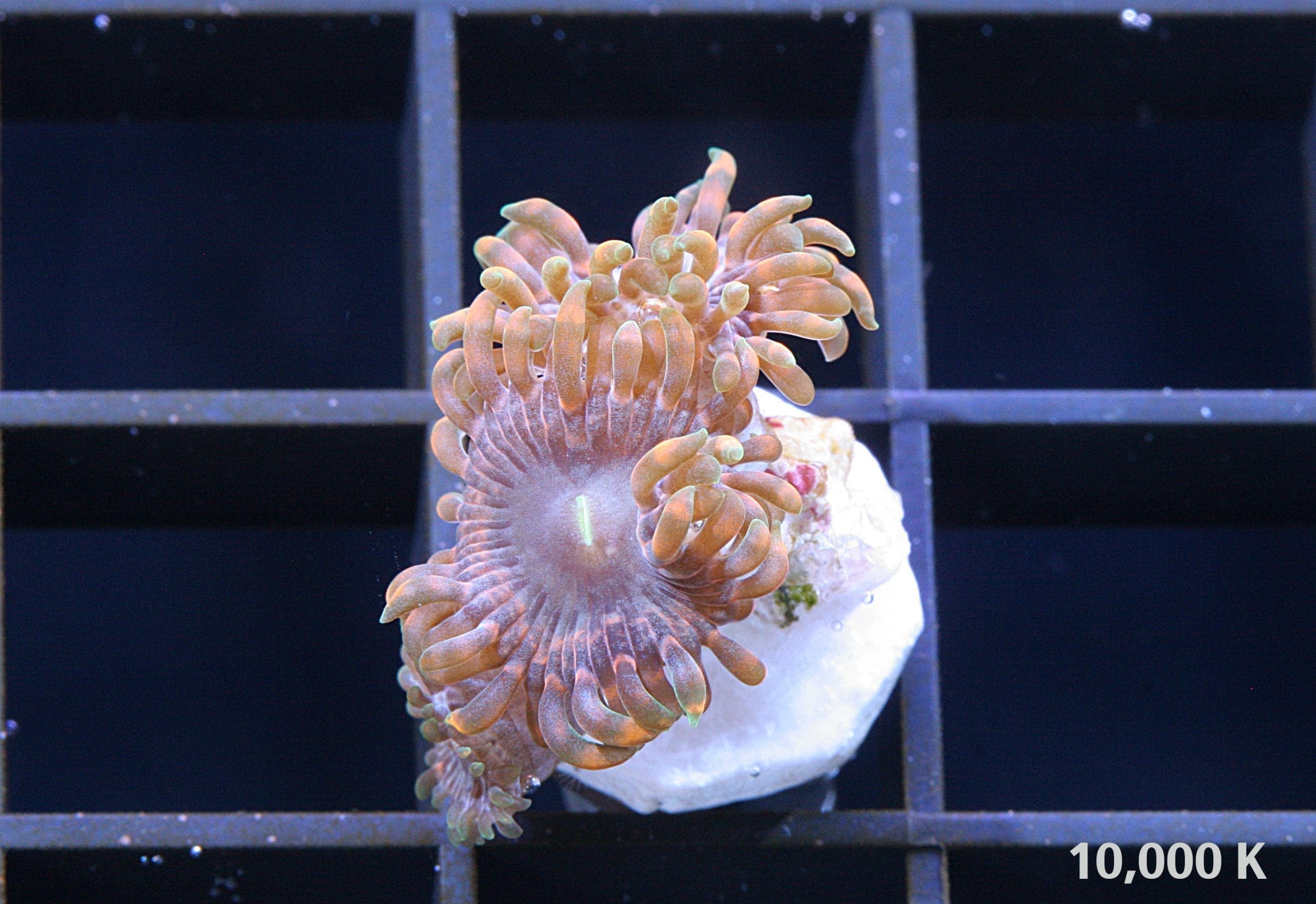 Mega Marley Zoanthid - Image 2