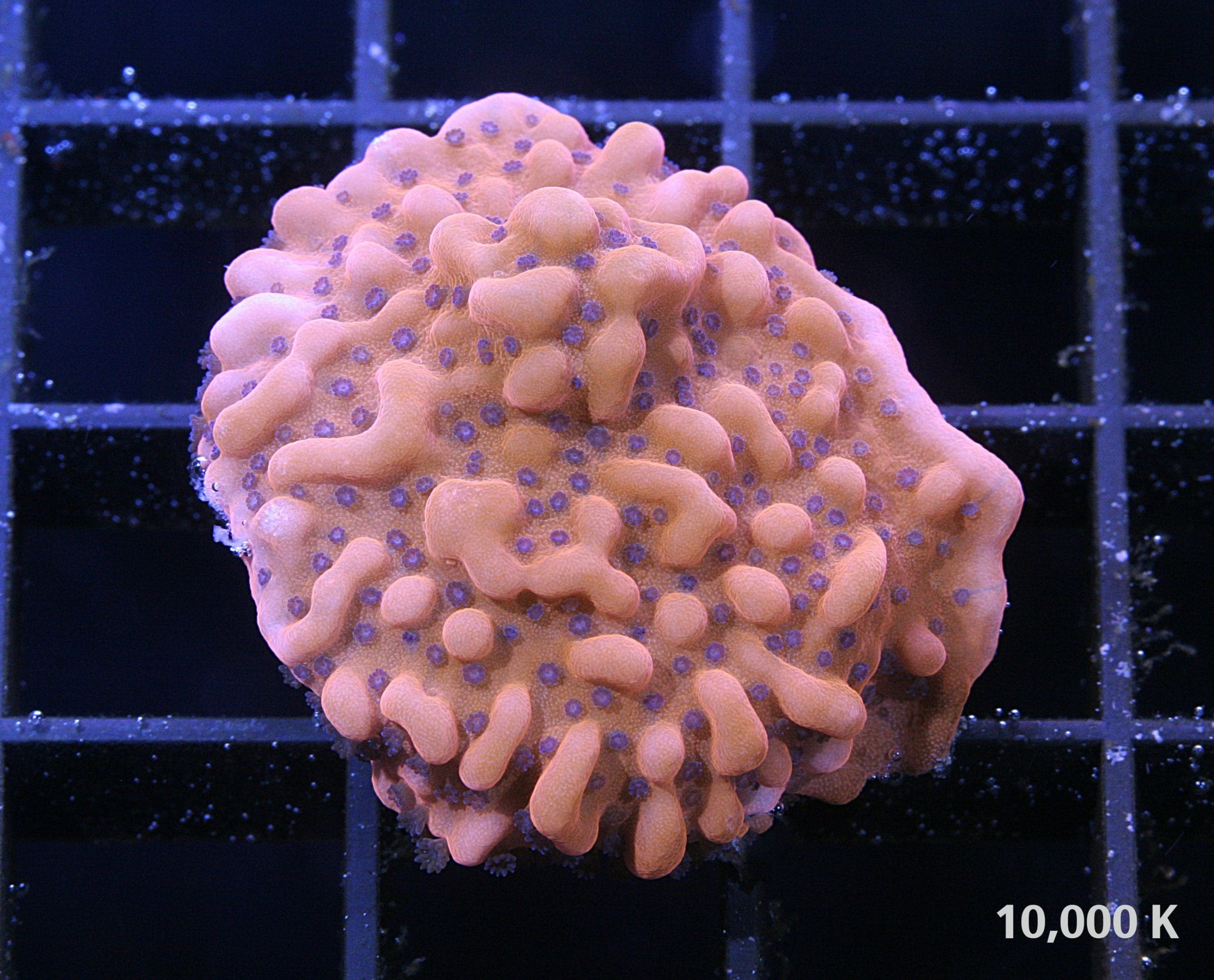 Rising Phoenix Montipora 10k, montipora palawanensis, sps coral