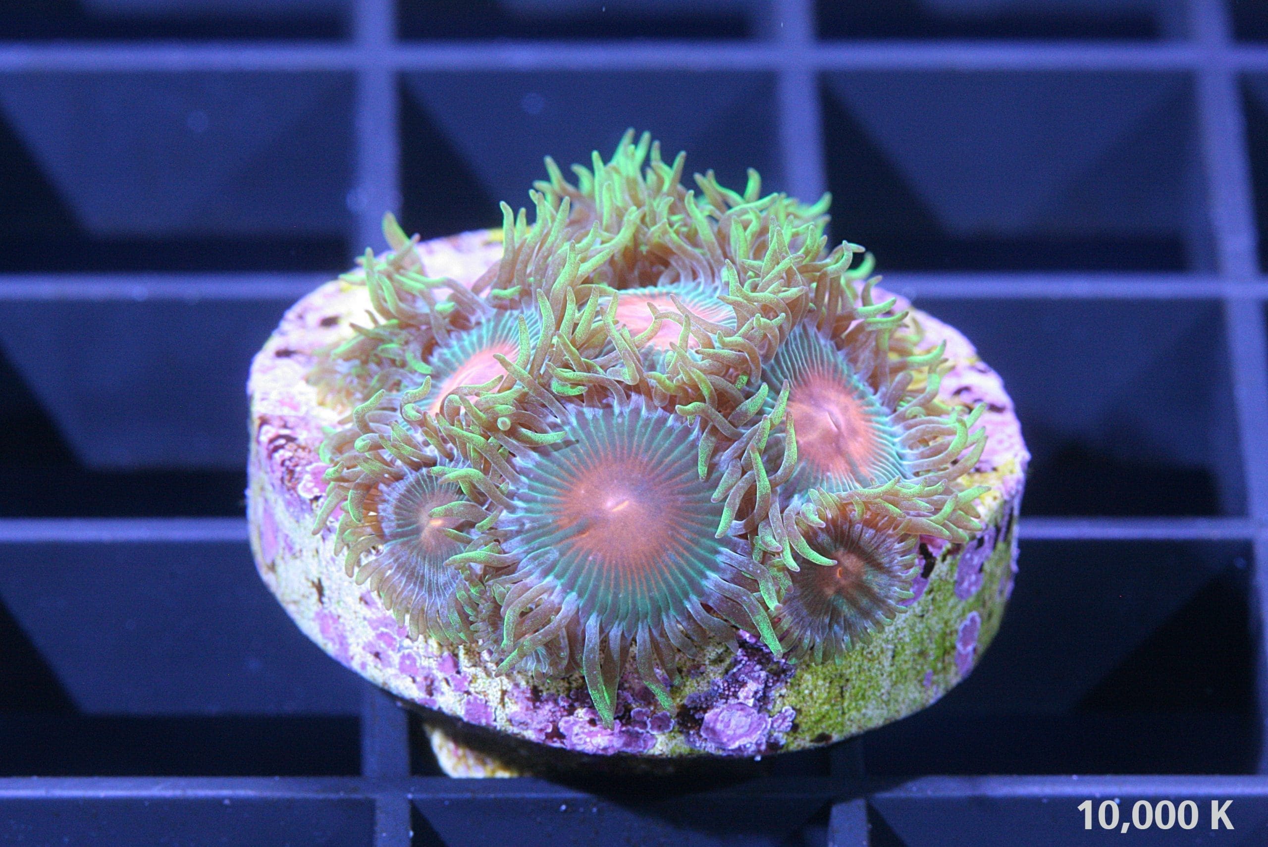 Gatorade Zoanthid - Image 2