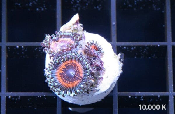 God of war Zoanthid - Image 3