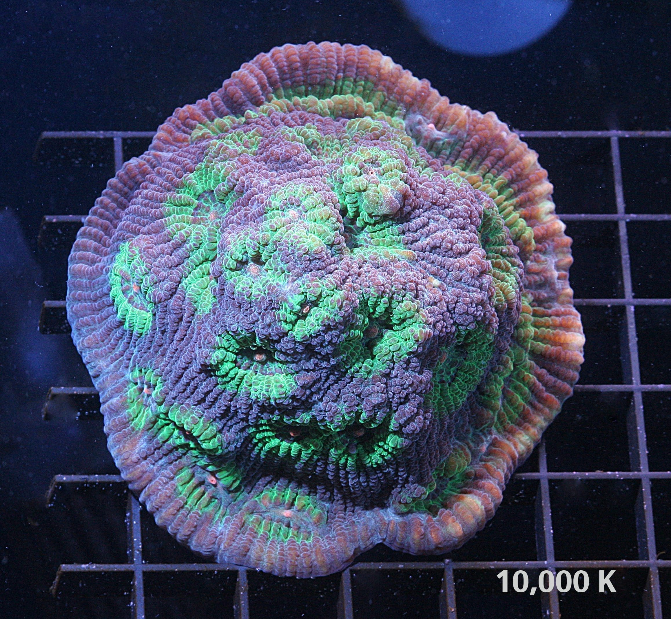 Avatar Chalice under 10k lighting, Mycedium elphantotus