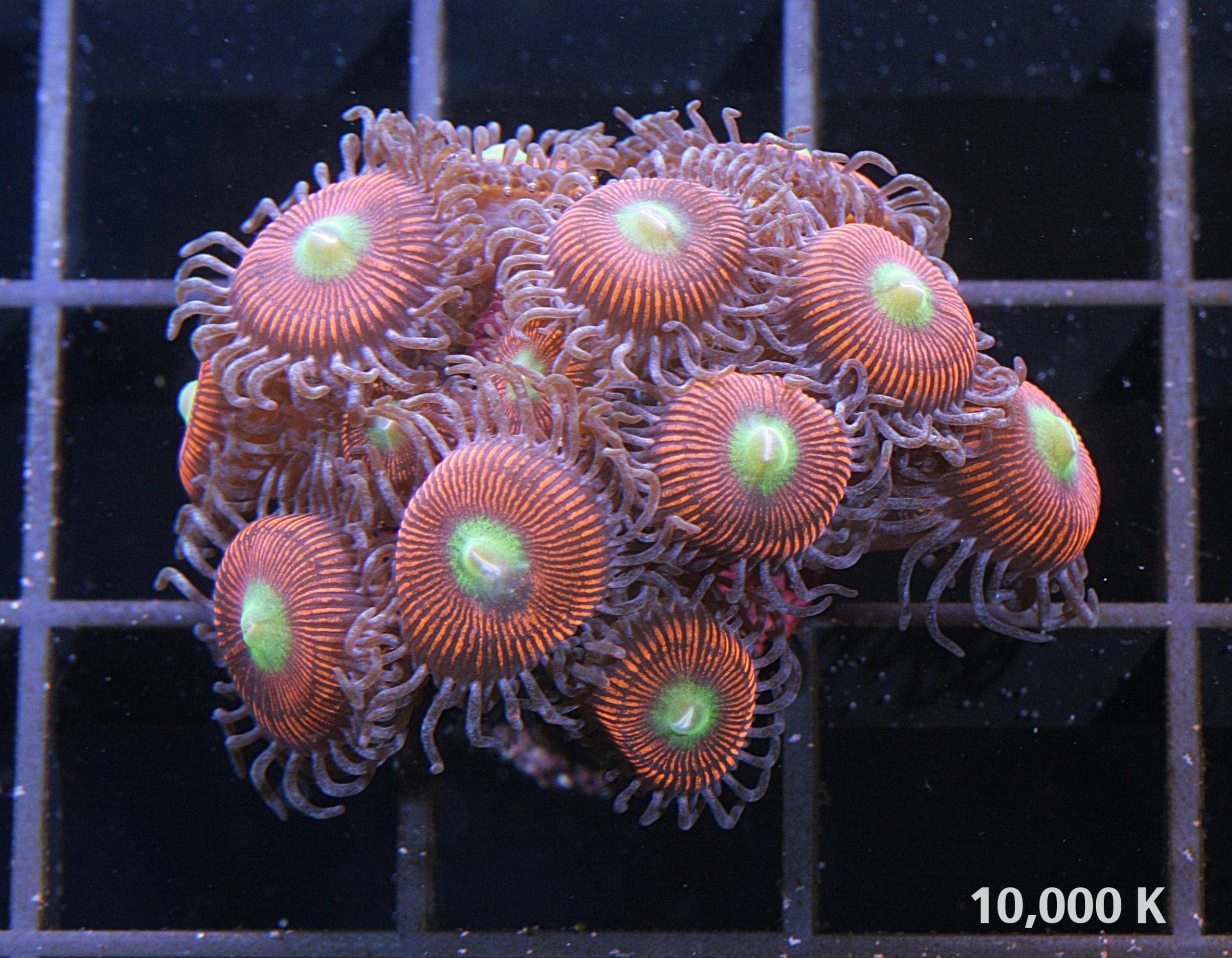 Gobstopper Zoanthid Polyps under 10k lighting, beginner coral, soft coral, zoas, polyps