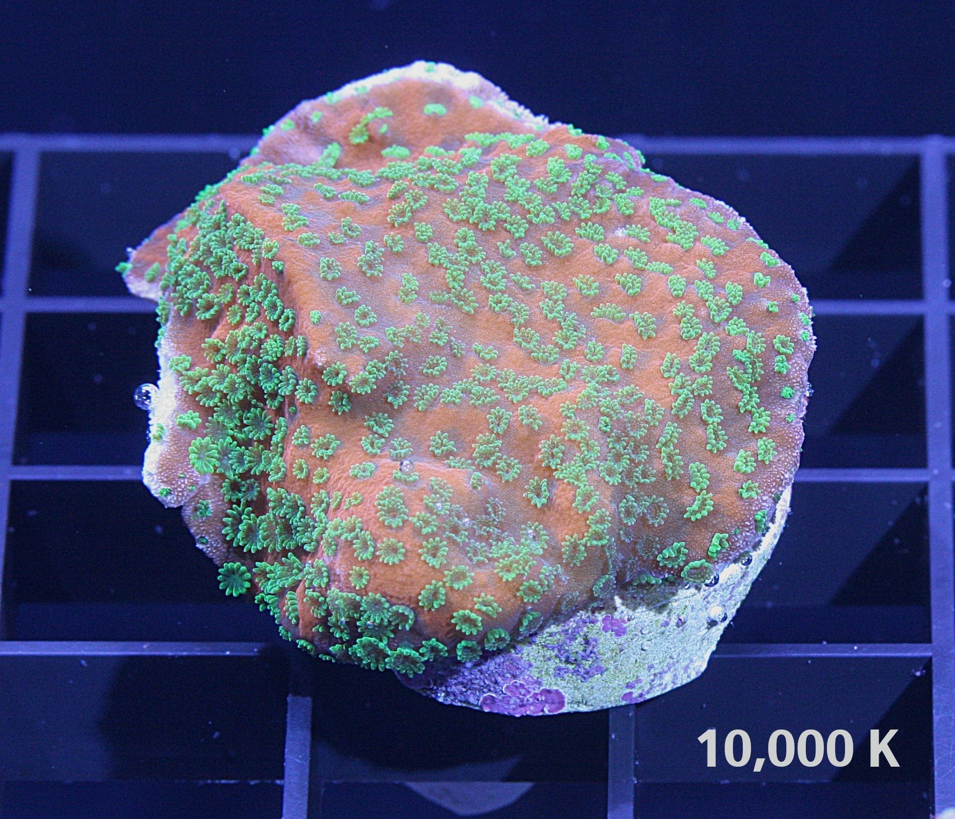 Sunset Montipora 10k, sps coral, encrusting coral
