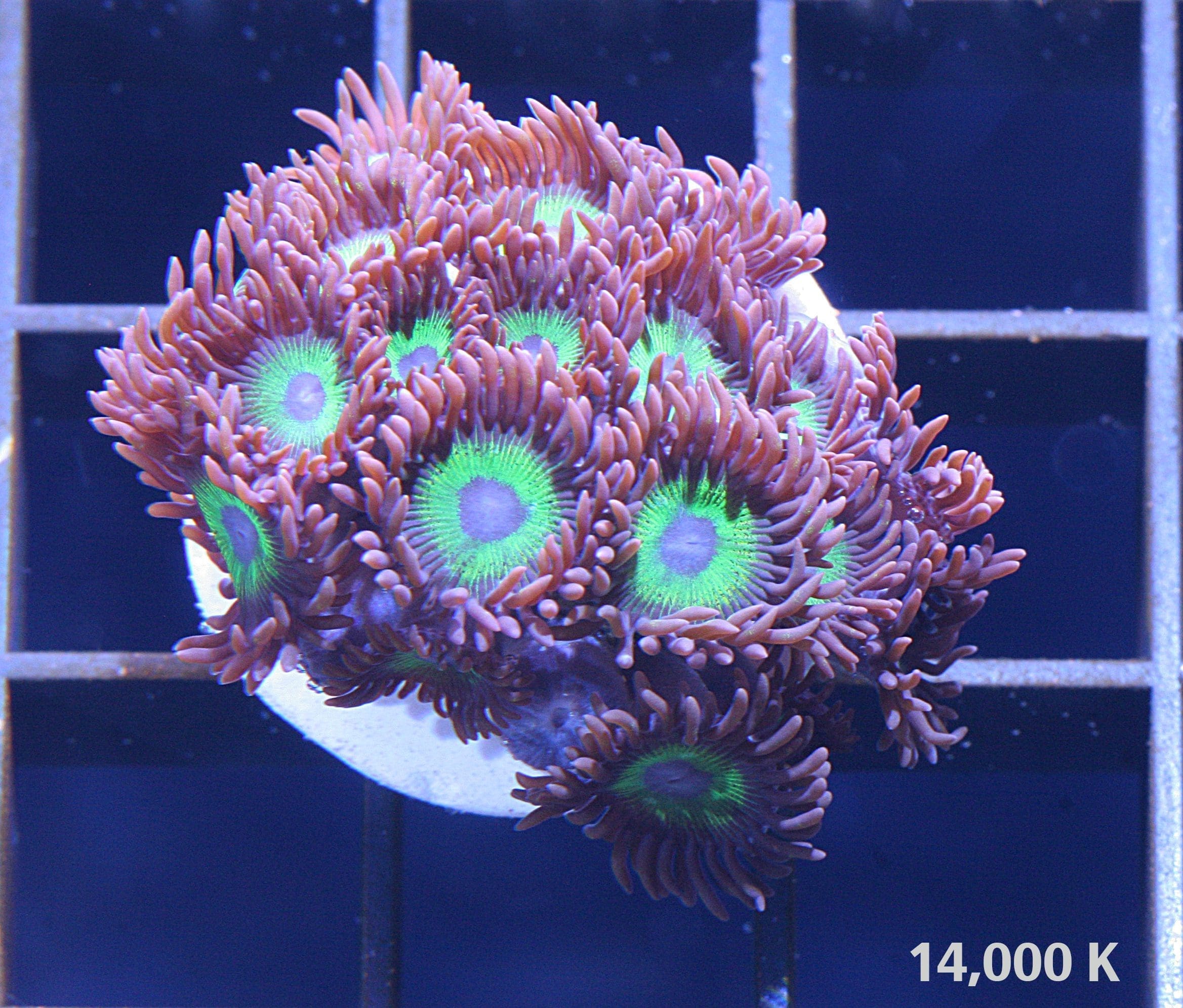 Radioactive Dragons Eye