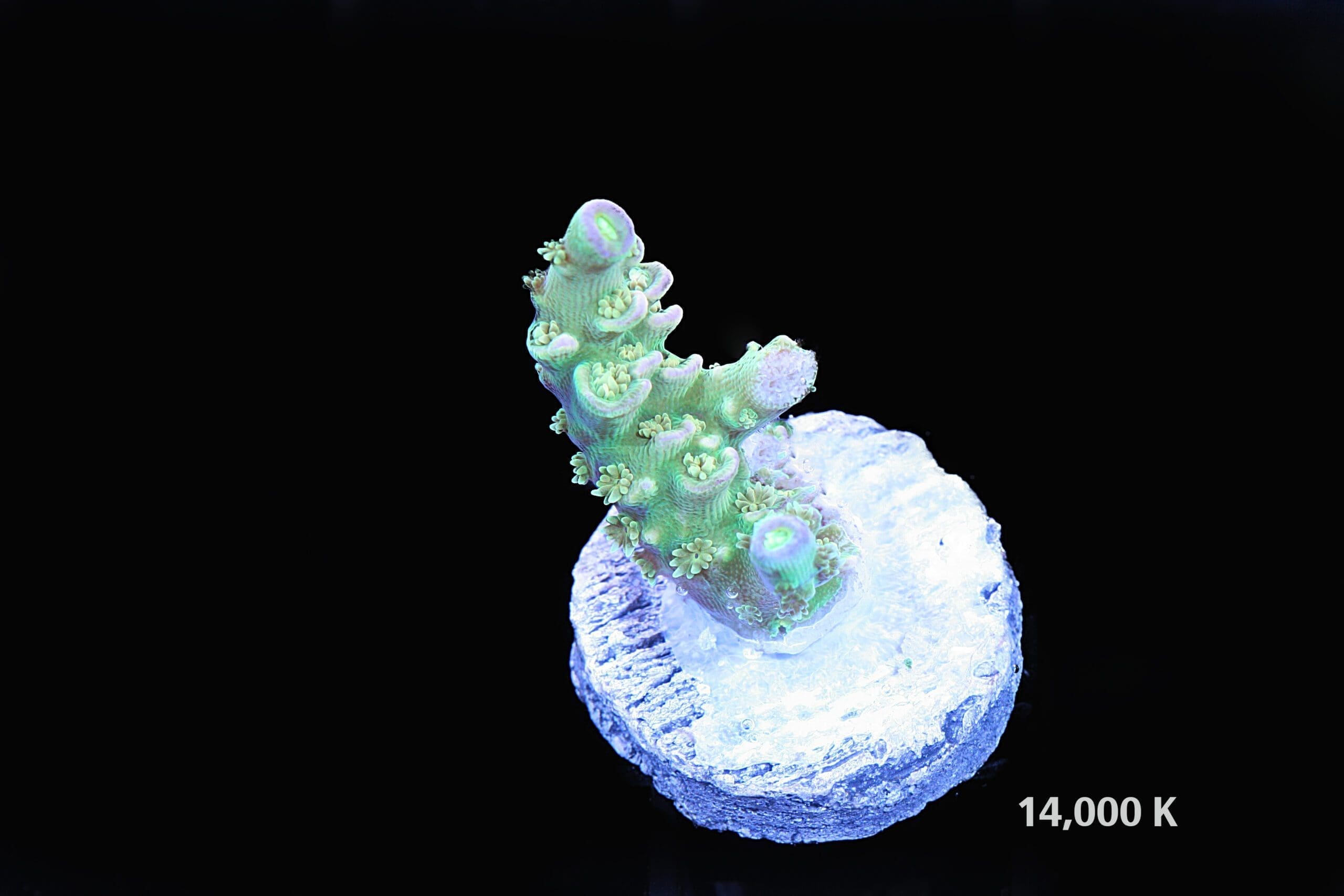 Walt Disney Acropora Tenuis 14k, sps coral, rainbow acro, WD tenuis, acro tenuis