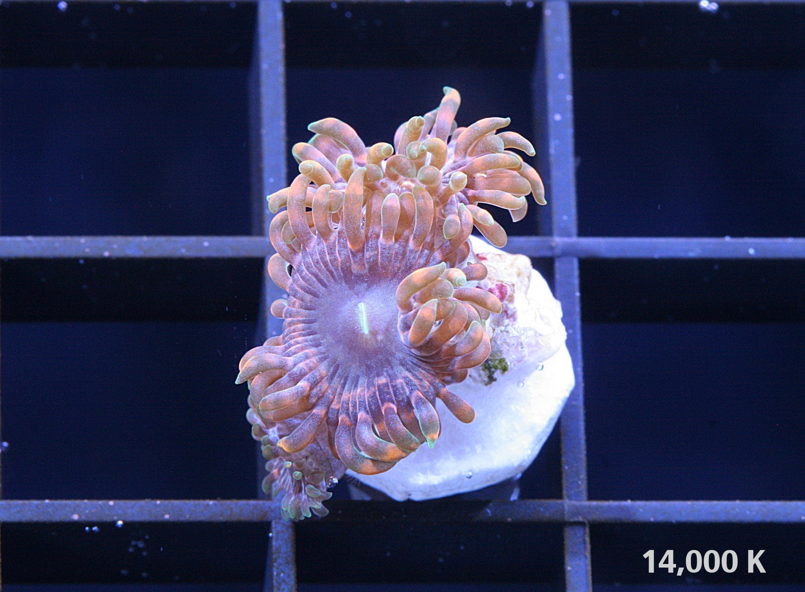 Mega Marley Zoanthid