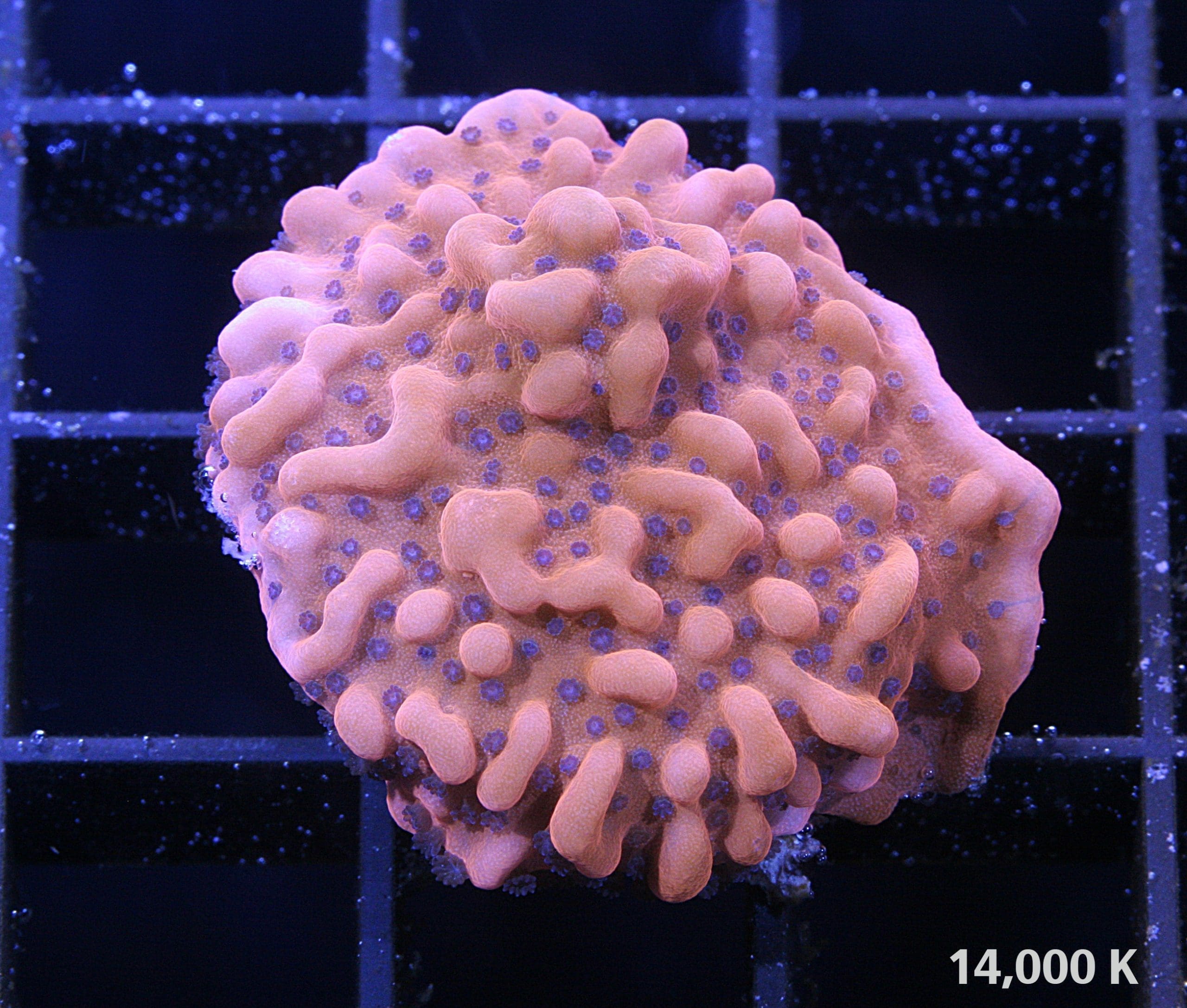 Rising Phoenix Montipora 14k, montipora palawanensis, sps coral