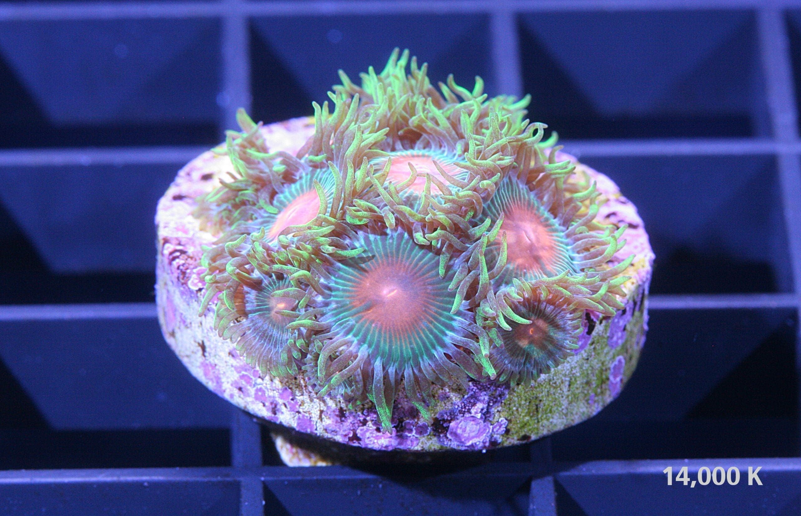 Gatorade Zoanthid