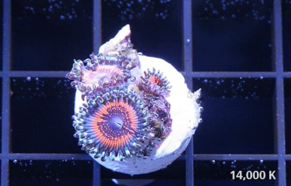 God of war Zoanthid