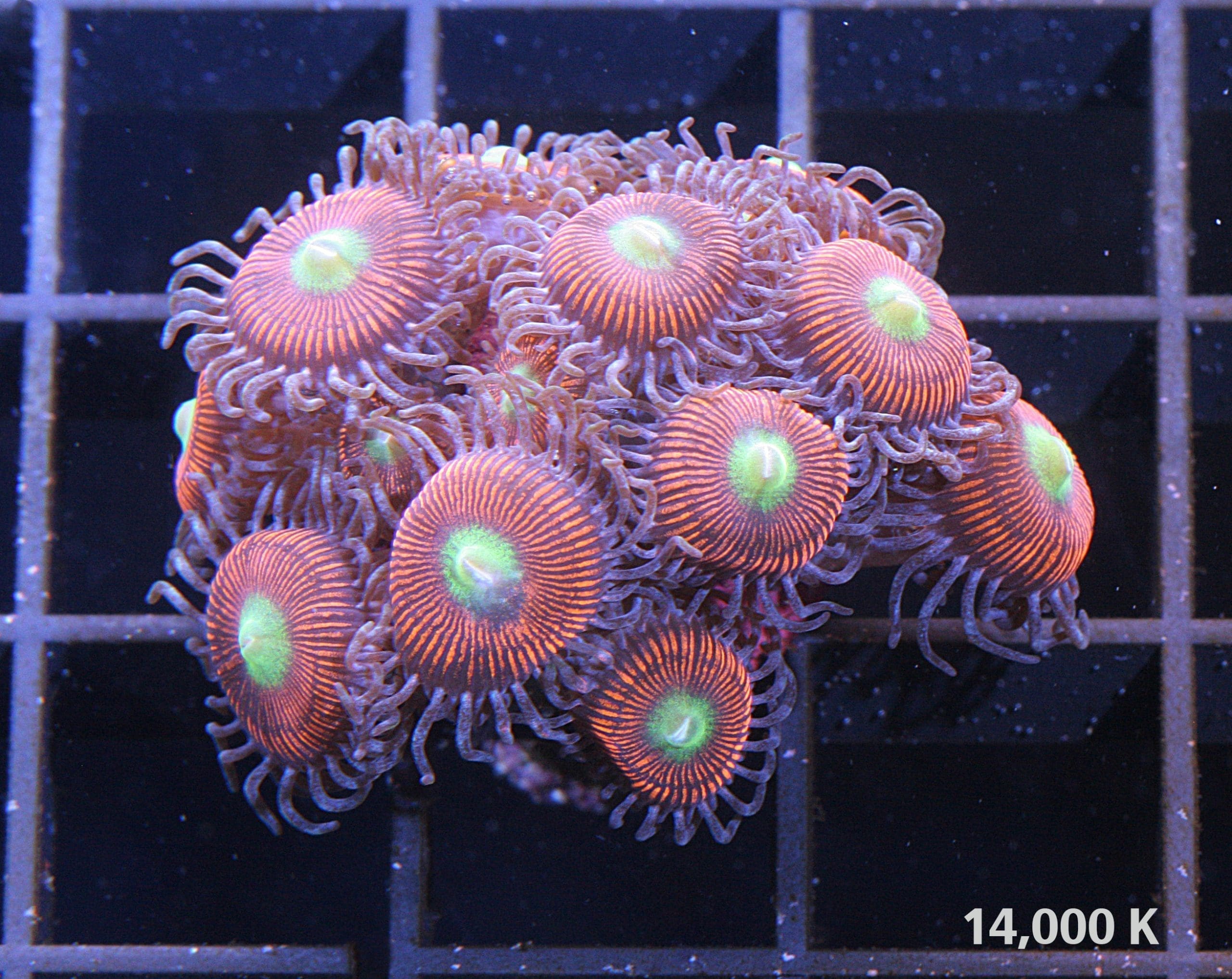 Gobstopper Zoanthid Polyps under 14k lighting, beginner coral, soft coral, zoas, polyps