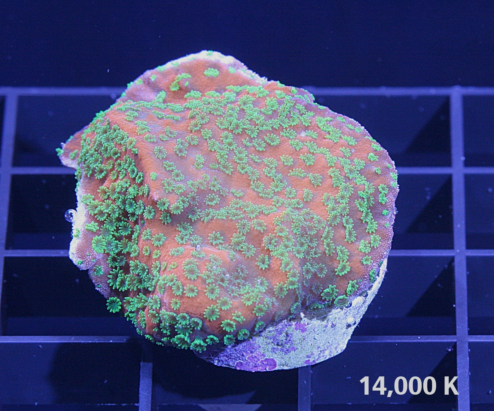 Sunset Montipora 14k, sps coral, encrusting coral