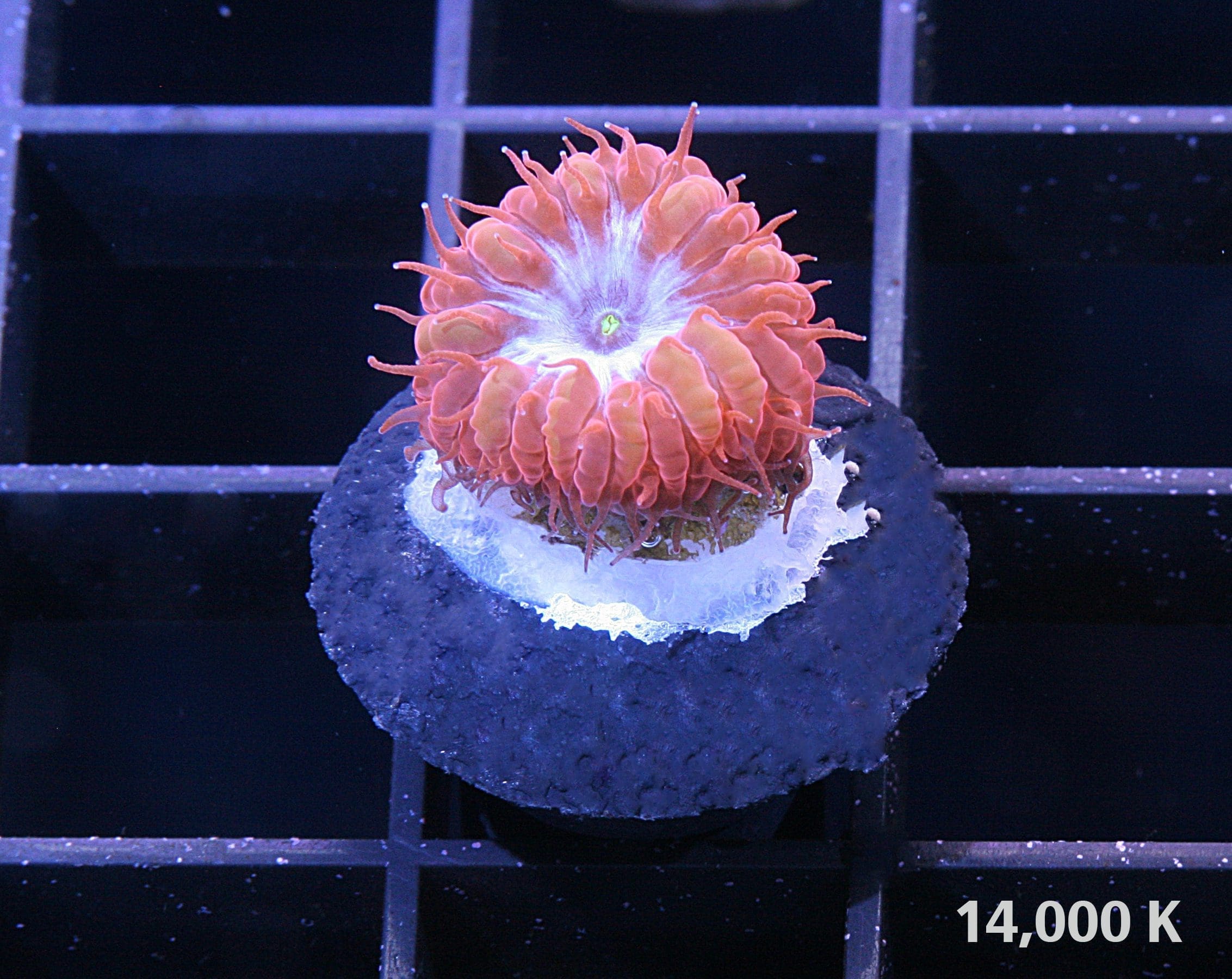 Blue Raven Blastomussa merletti under 14k lighting, blastos, lps coral, low light coral