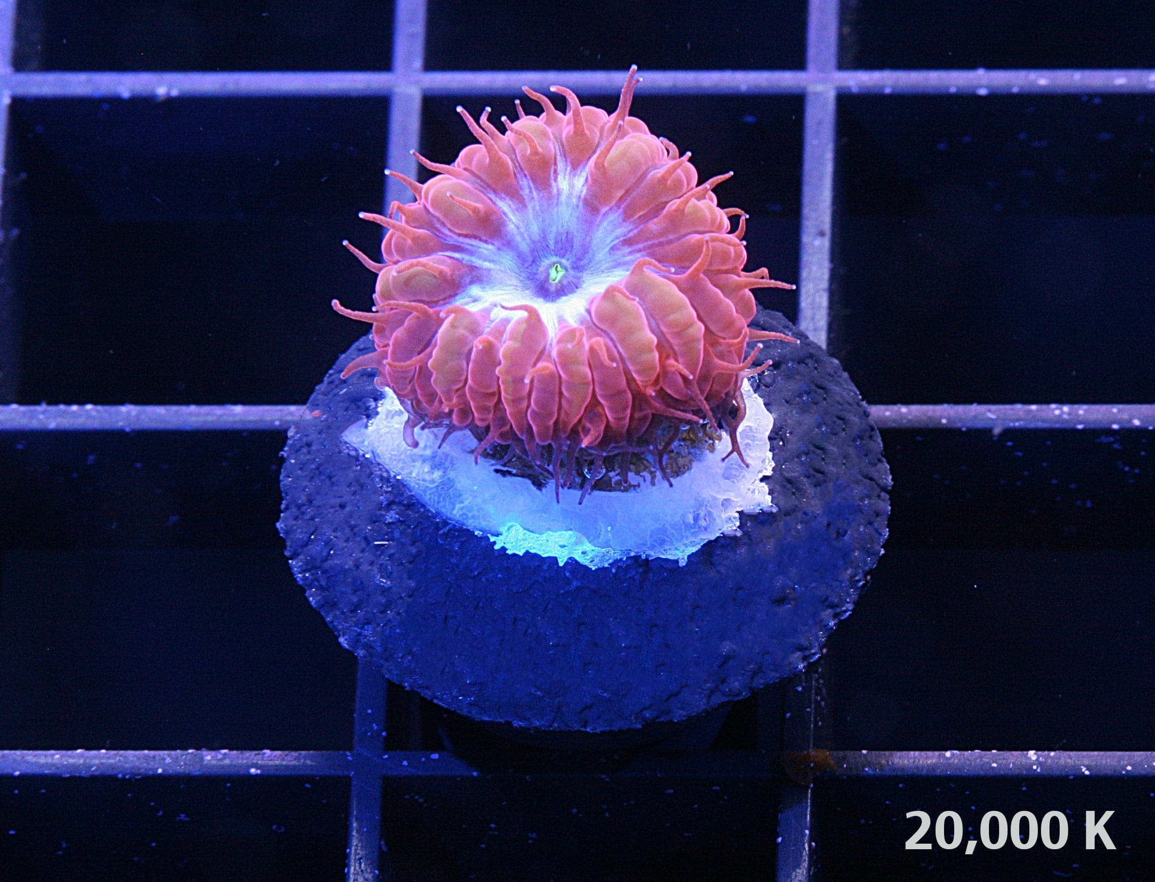 Blue Raven Blastomussa merletti under 20k lighting, blastos, lps coral, low light coral