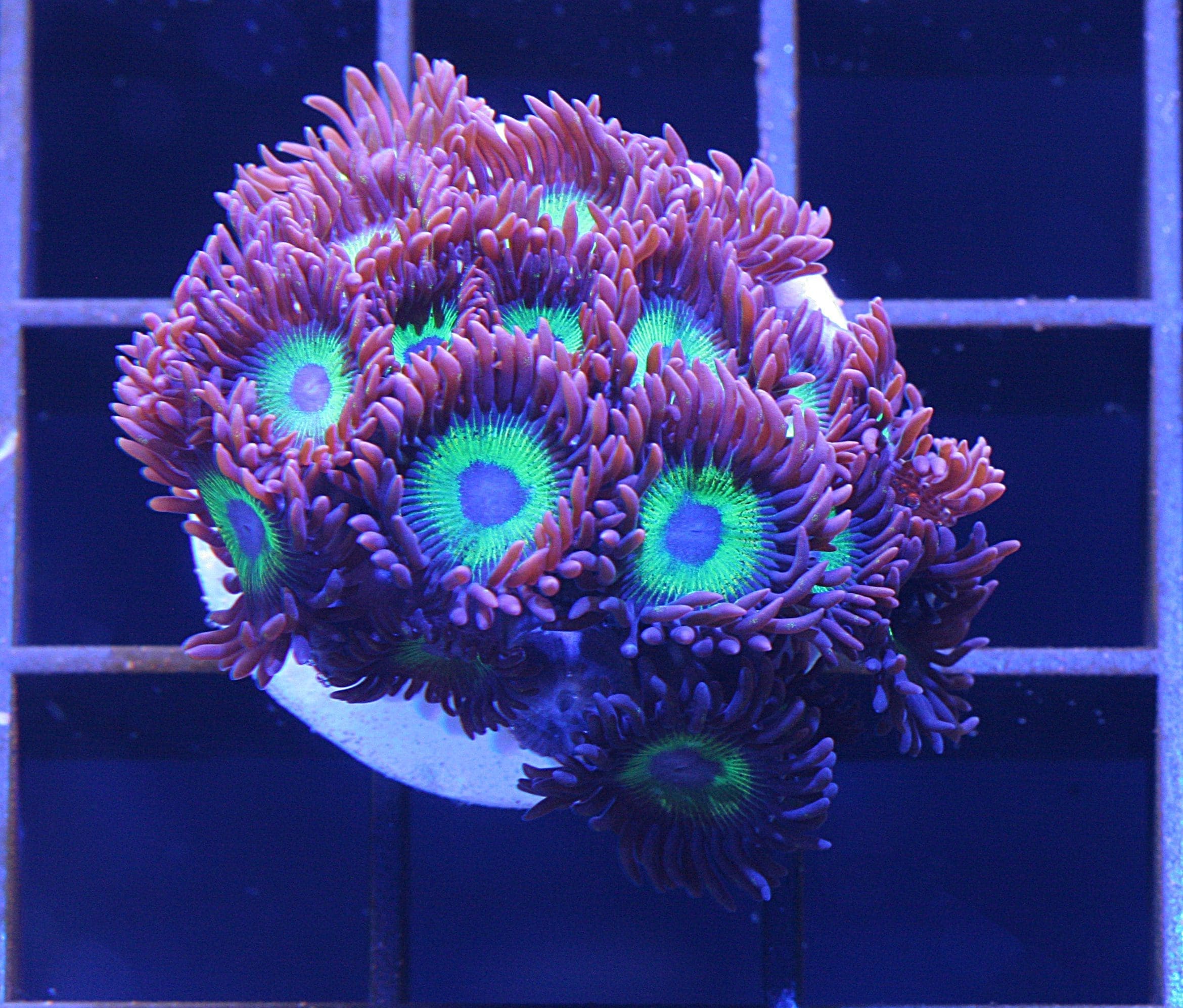 Radioactive Dragons Eye - Image 3