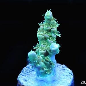 Walt Disney Acropora Tenuis 20k, sps coral, rainbow acro, WD tenuis, acro tenuis